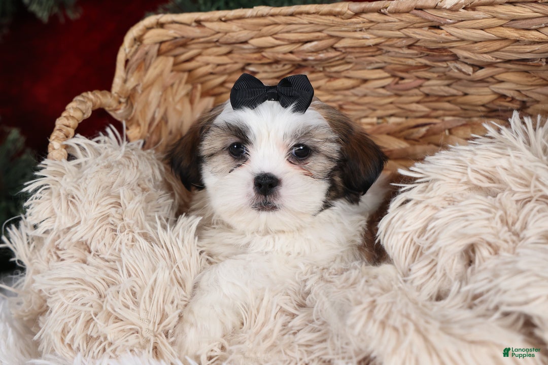 Shih Tzu dogs for sale: Prince - Ad 10