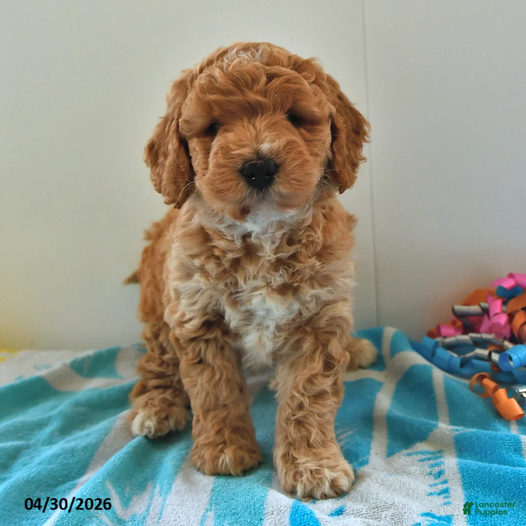 Mini Goldendoodle dogs for sale: Shadow - Ad 1
