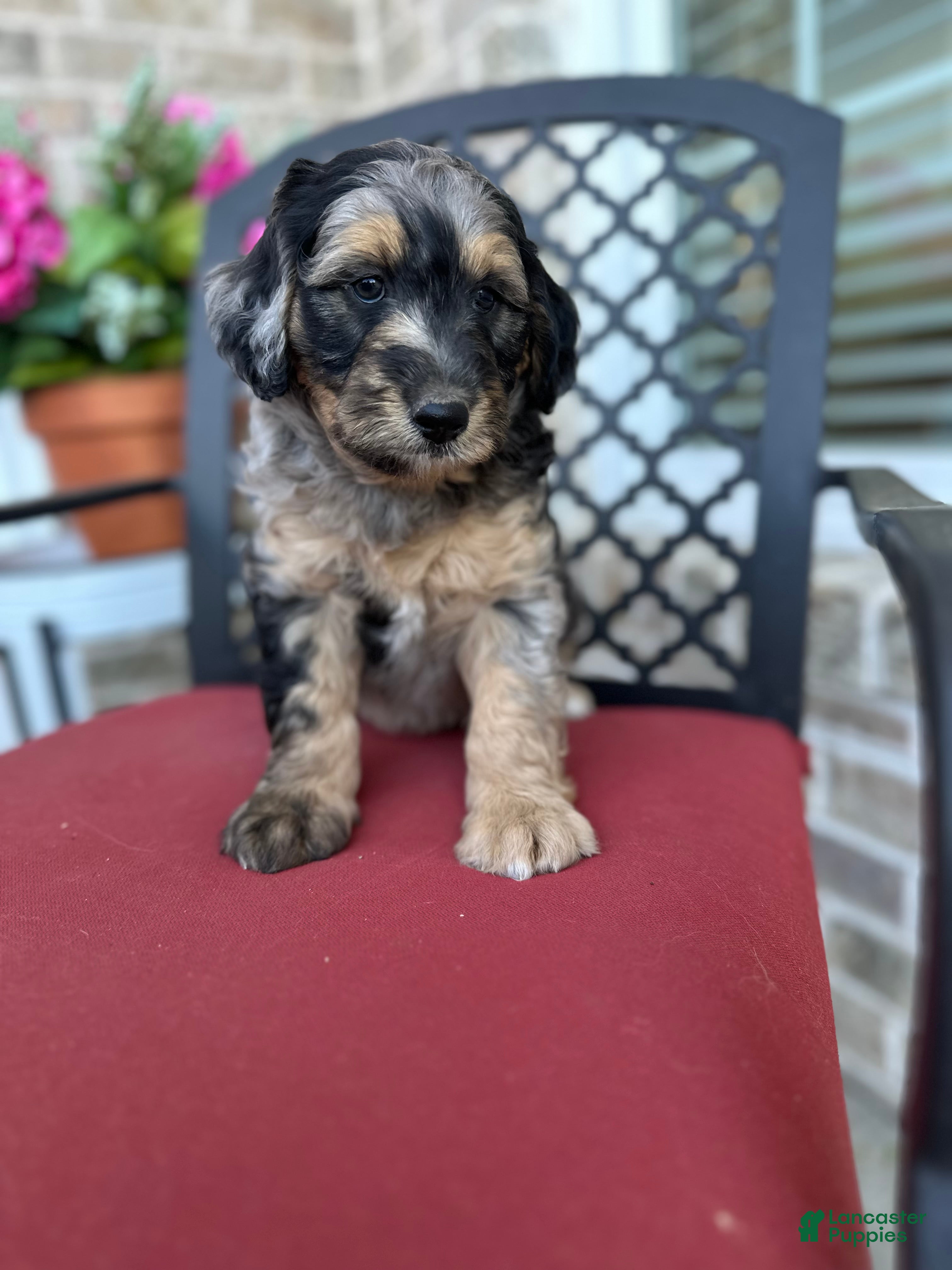Aussiedoodle dogs Aussiedoodle Puppy 1 - Ad 24