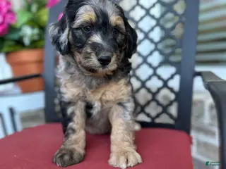 Aussiedoodle dogs Aussiedoodle Puppy 1 - Ad 24