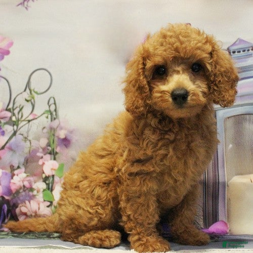 Toy Poodle dogs Muffin - Ad 1