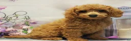 Toy Poodle dogs for sale: Muffin - Ad 1