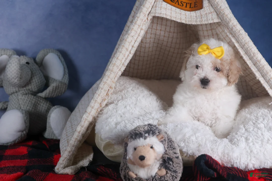 Bichpoo dogs for sale: Snowflake - Ad 11