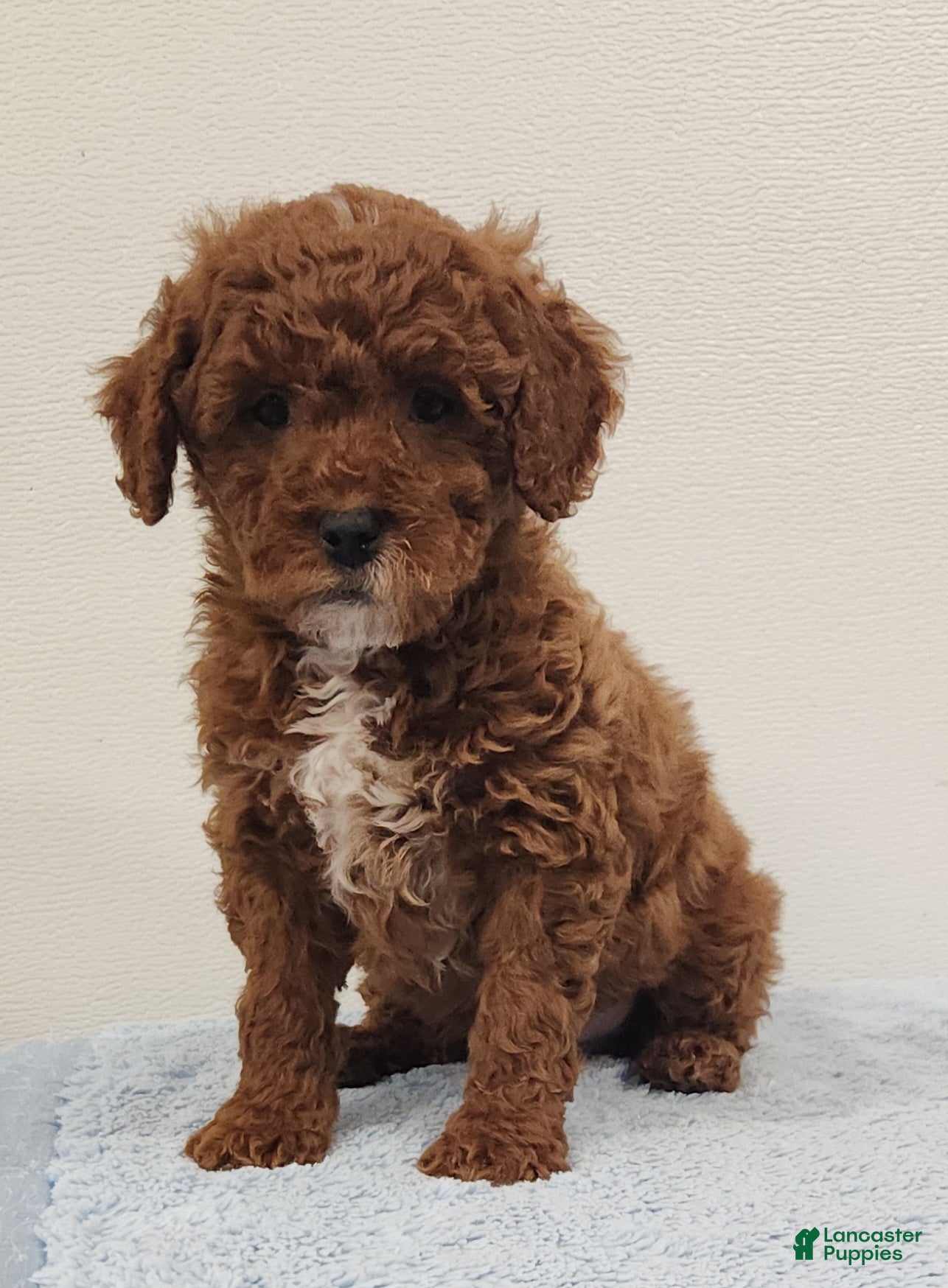 Mini Goldendoodle dogs Rocky - Ad 1