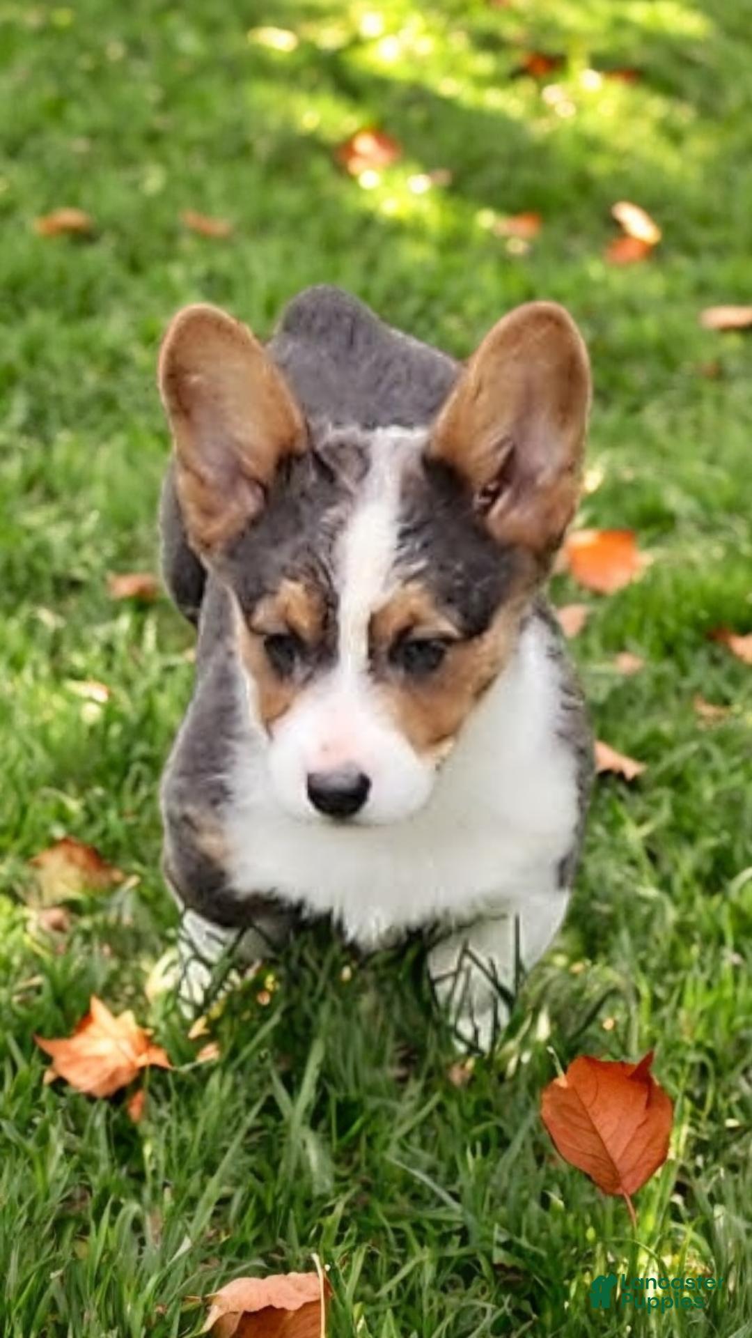 Welsh Corgi Pembroke dogs for sale: Axel Bluie - Ad 17