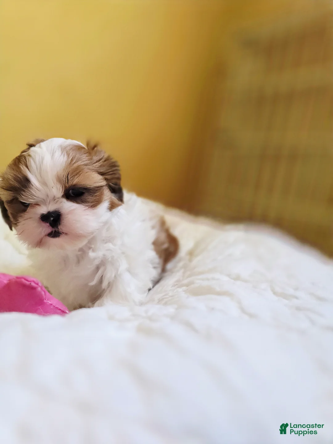 Shih Tzu dogs for sale: Shih Tzu 1 - Ad 1