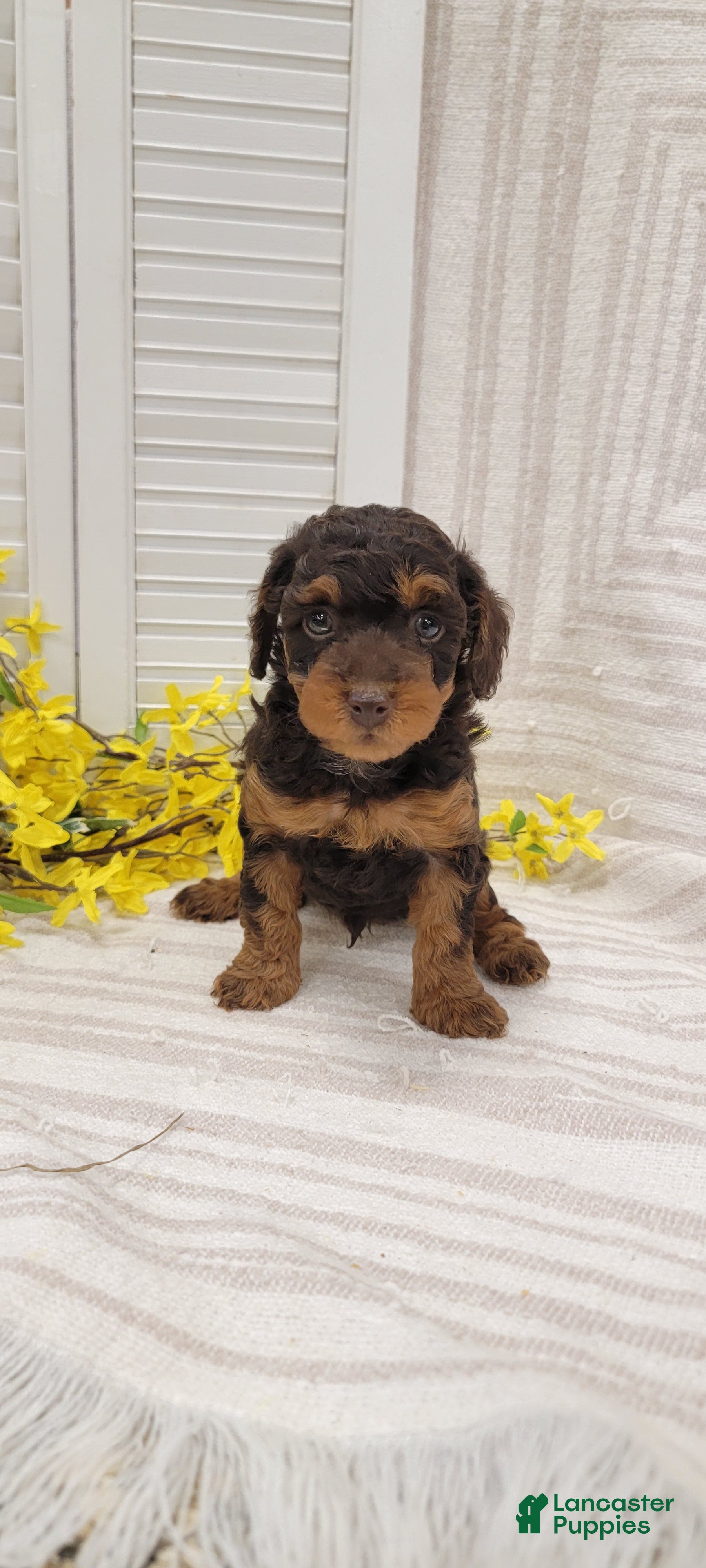 Toy Poodle dogs Rody  - Ad 1