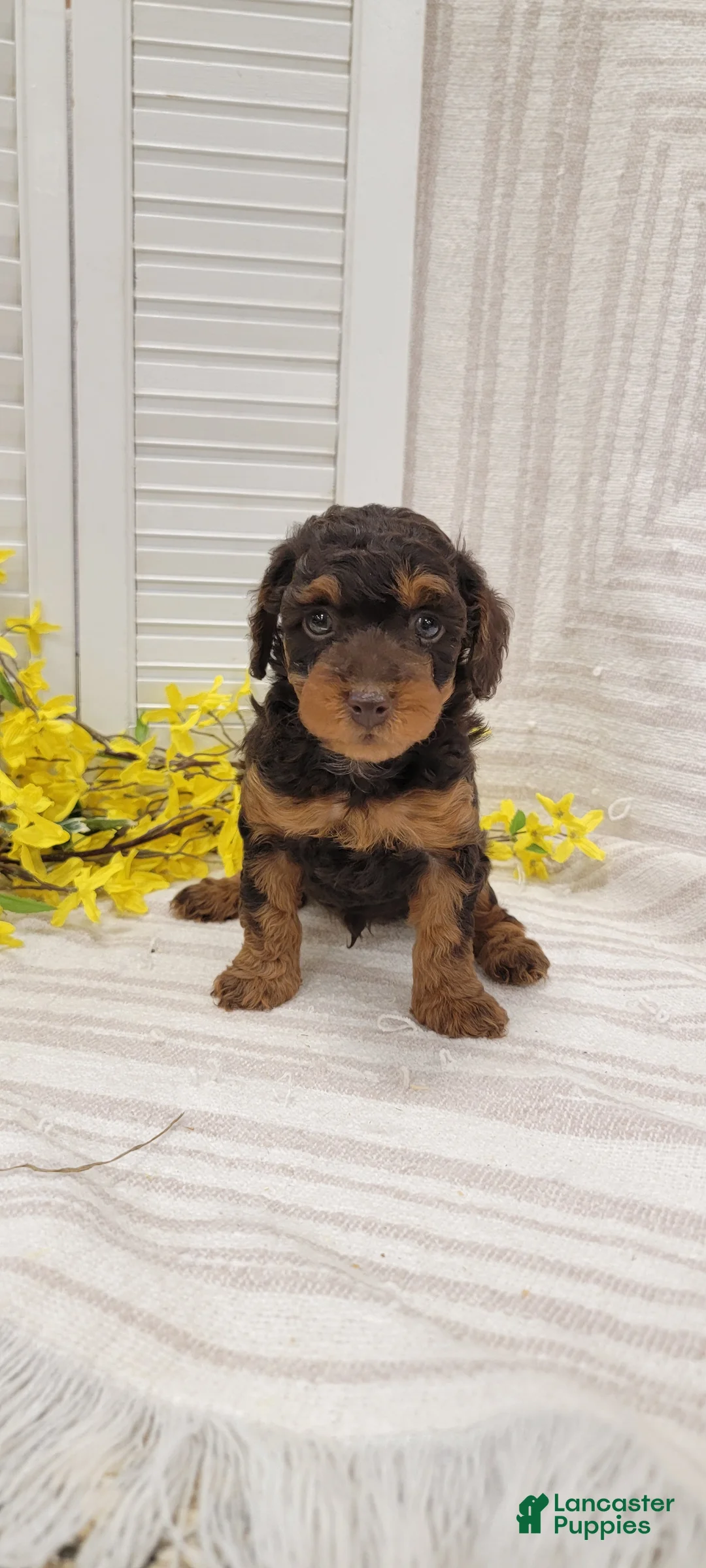 Toy Poodle dogs for sale: Rody  - Ad 1