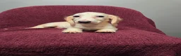 Miniature Dachshund dogs for sale: Sophie - Ad 7
