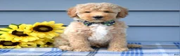 Goldendoodle dogs for sale: Hunter - Ad 3