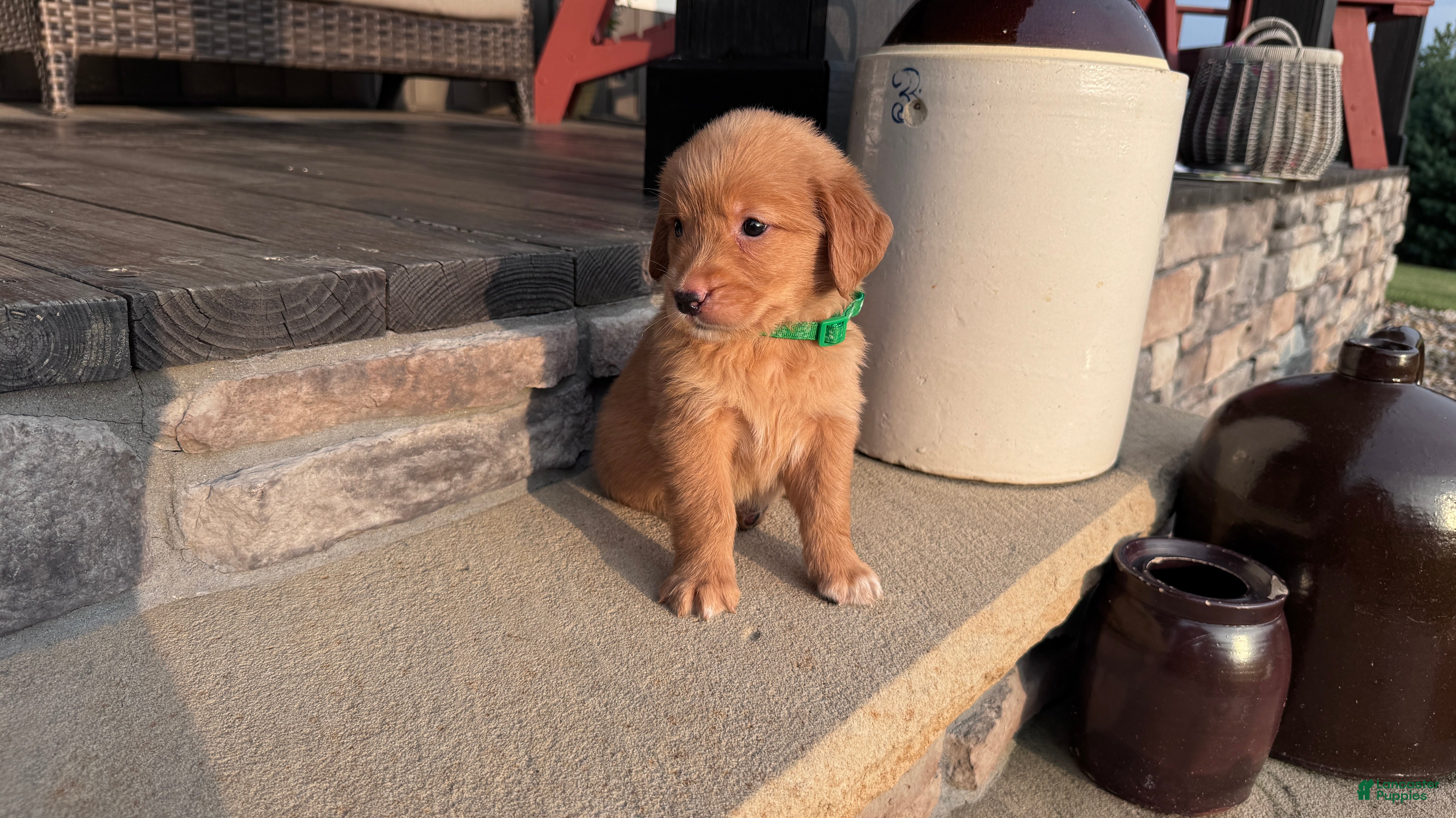Golden Retriever dogs AKC Mr Milo - Ad 1