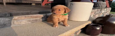AKC Mr Milo