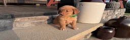 Golden Retriever dogs for sale: AKC Mr Milo - Ad 1