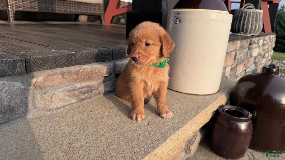 Golden Retriever dogs for sale: AKC Mr Milo - Ad 1