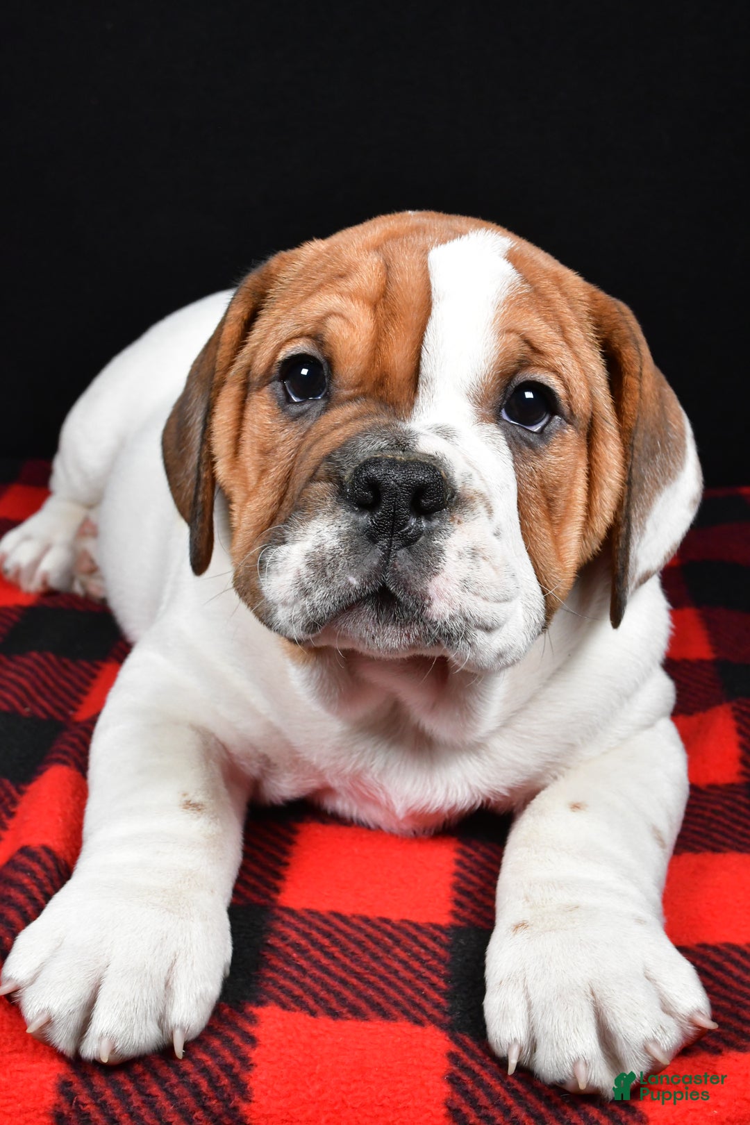 Beabull dogs for sale: Jordan - Ad 7