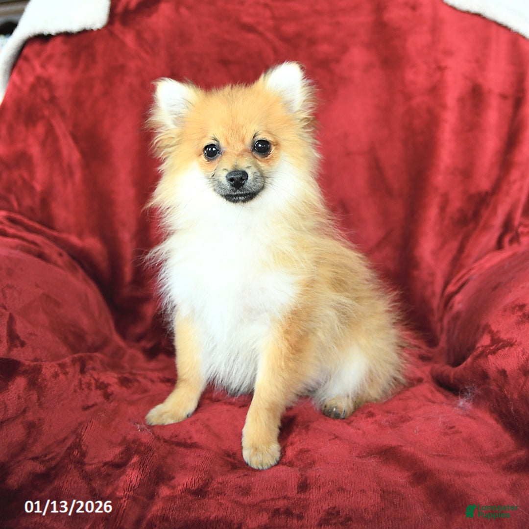 Pomeranian dogs for sale: Paddington - Ad 1