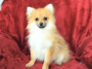 Pomeranian dogs Paddington - Ad 39