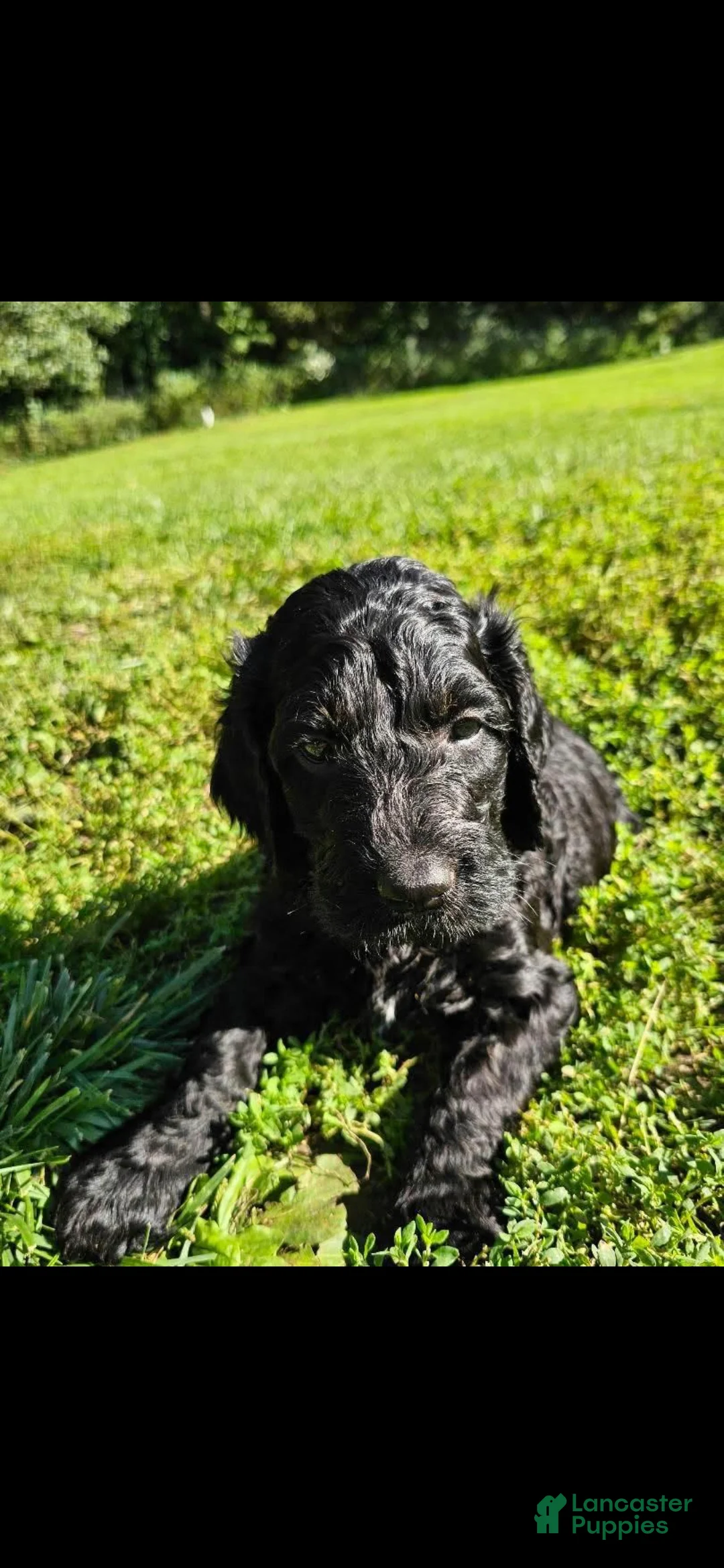 Mixed Breed dogs for sale: Beldam - Ad 1