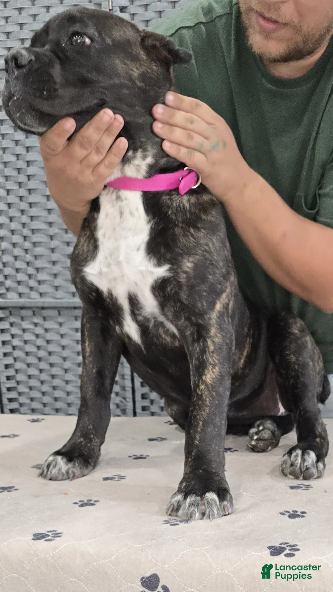 Cane Corso dogs for sale:  Hot Pink  Girl  - Ad 2