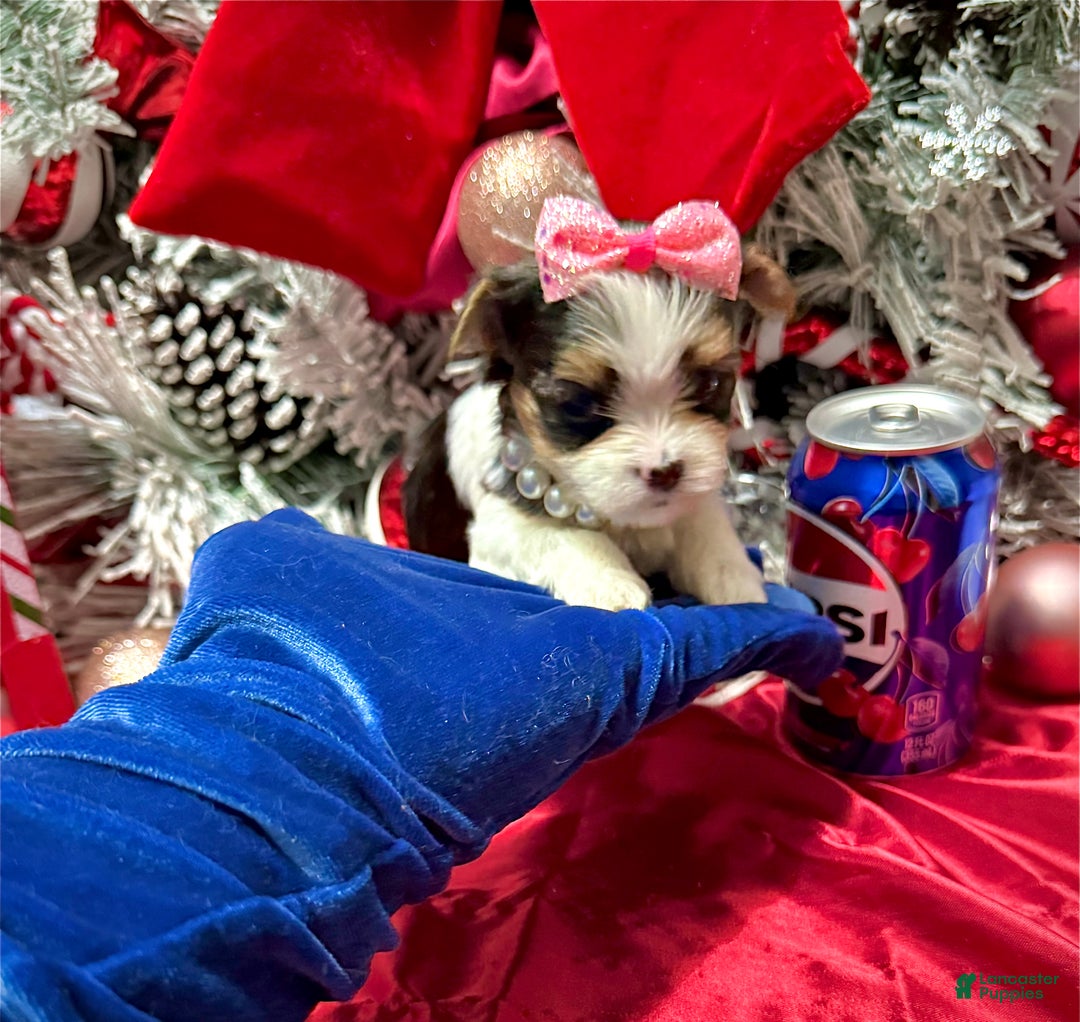 Yorkshire Terrier dogs for sale: Dot - Ad 6