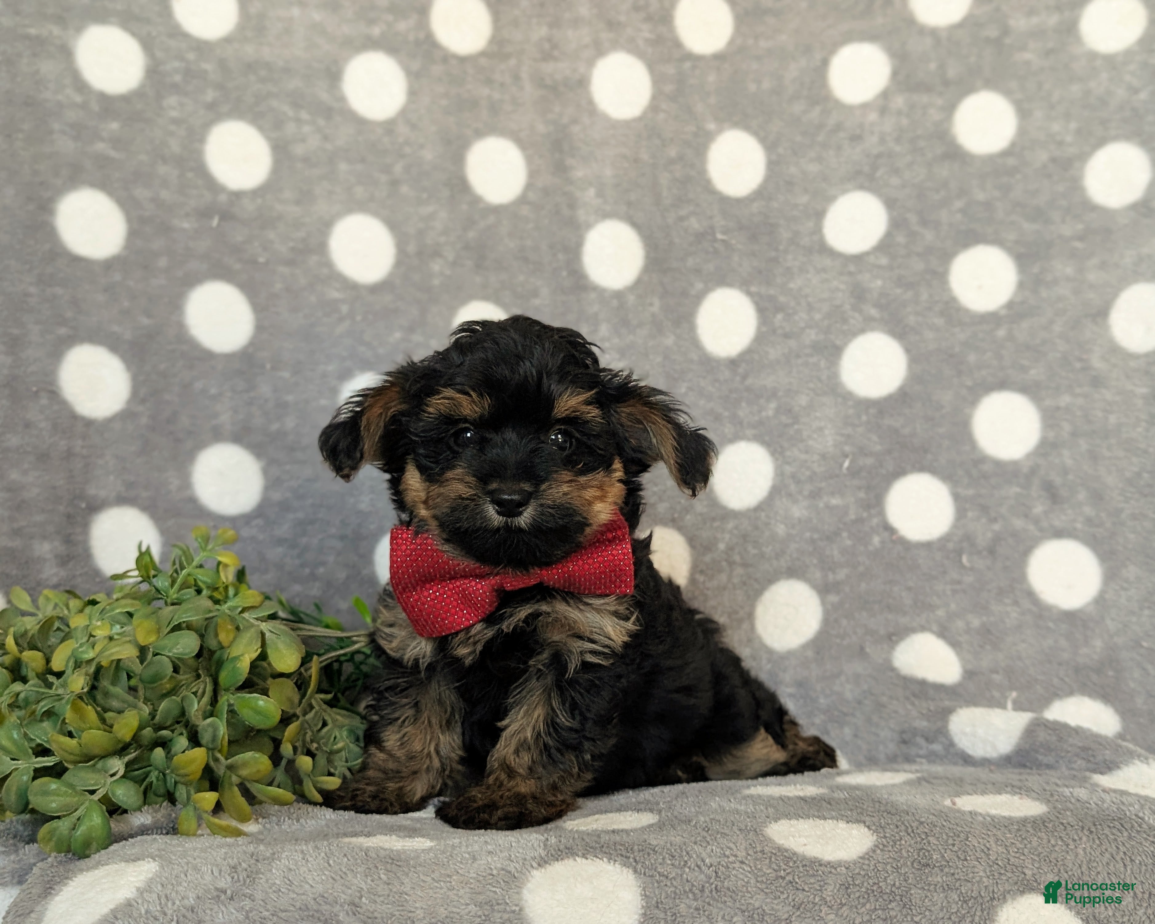 Yorkiepoo dogs Conroy - Ad 1