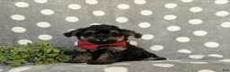 Yorkiepoo dogs for sale: Conroy - Ad 1