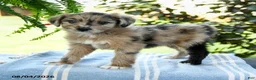 Aussiedoodle dogs for sale: Macy - Ad 1