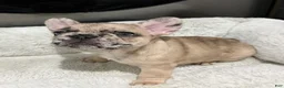 French Bulldog dogs for sale: French Bulldog Puppy 2 - Ad 2