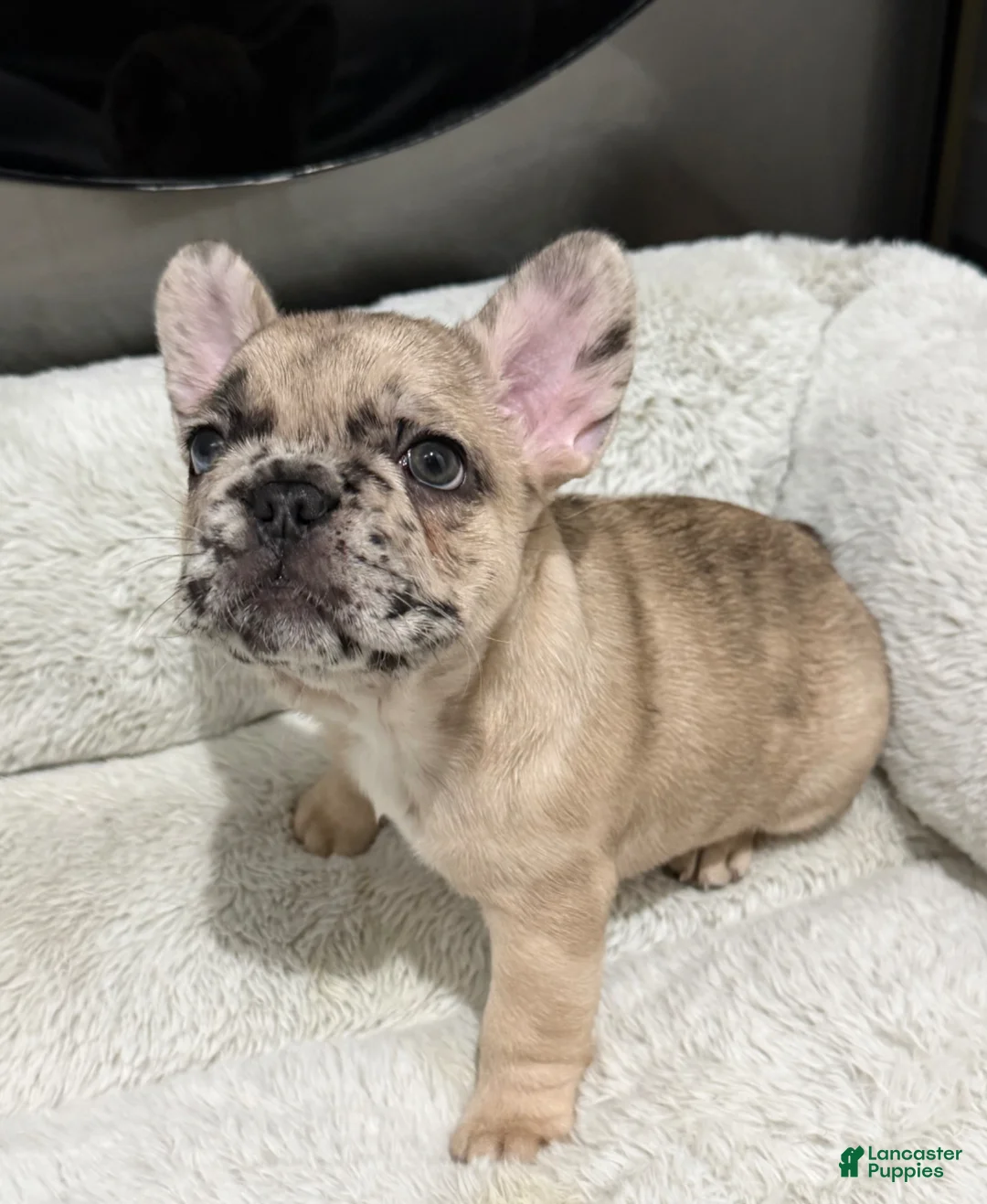 French Bulldog dogs for sale: French Bulldog Puppy 2 - Ad 2