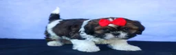 Shih Tzu dogs for sale: ROSCOE - Ad 5