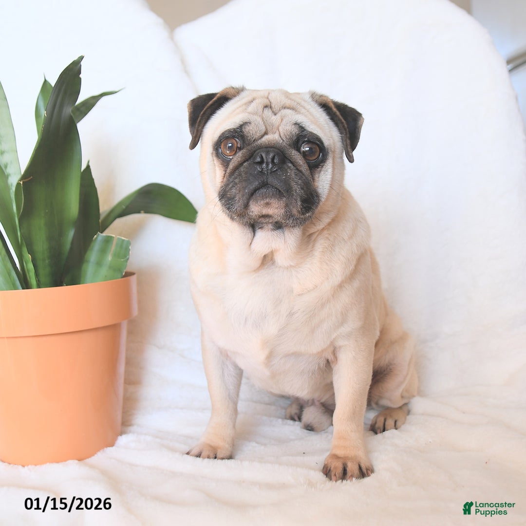 Mixed Breed dogs for sale: Ann - Ad 5