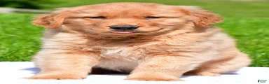 Axel