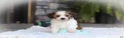 Cavachon dogs for sale: Aspen - Ad 7