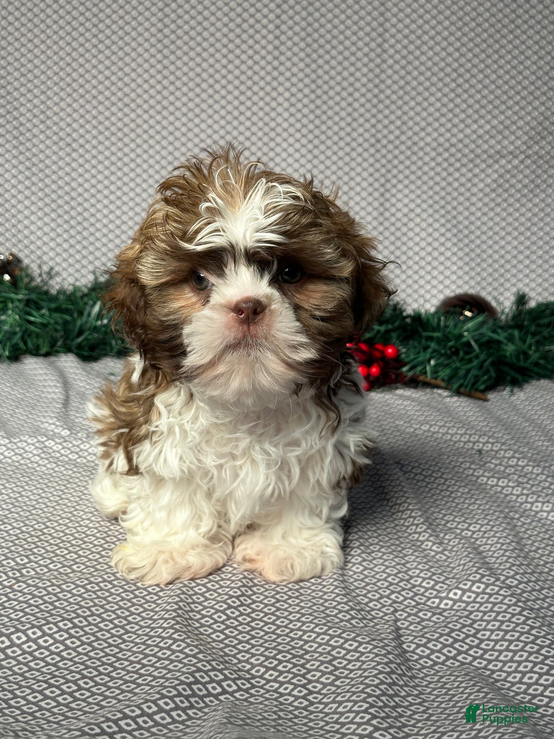 Shih Tzu dogs for sale: Cole - Ad 1