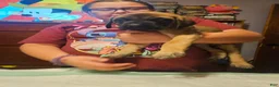 English Mastiff dogs for sale: English Mastiff 8 - Ad 3