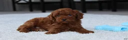 Toy Poodle dogs for sale: Ashton - Ad 4