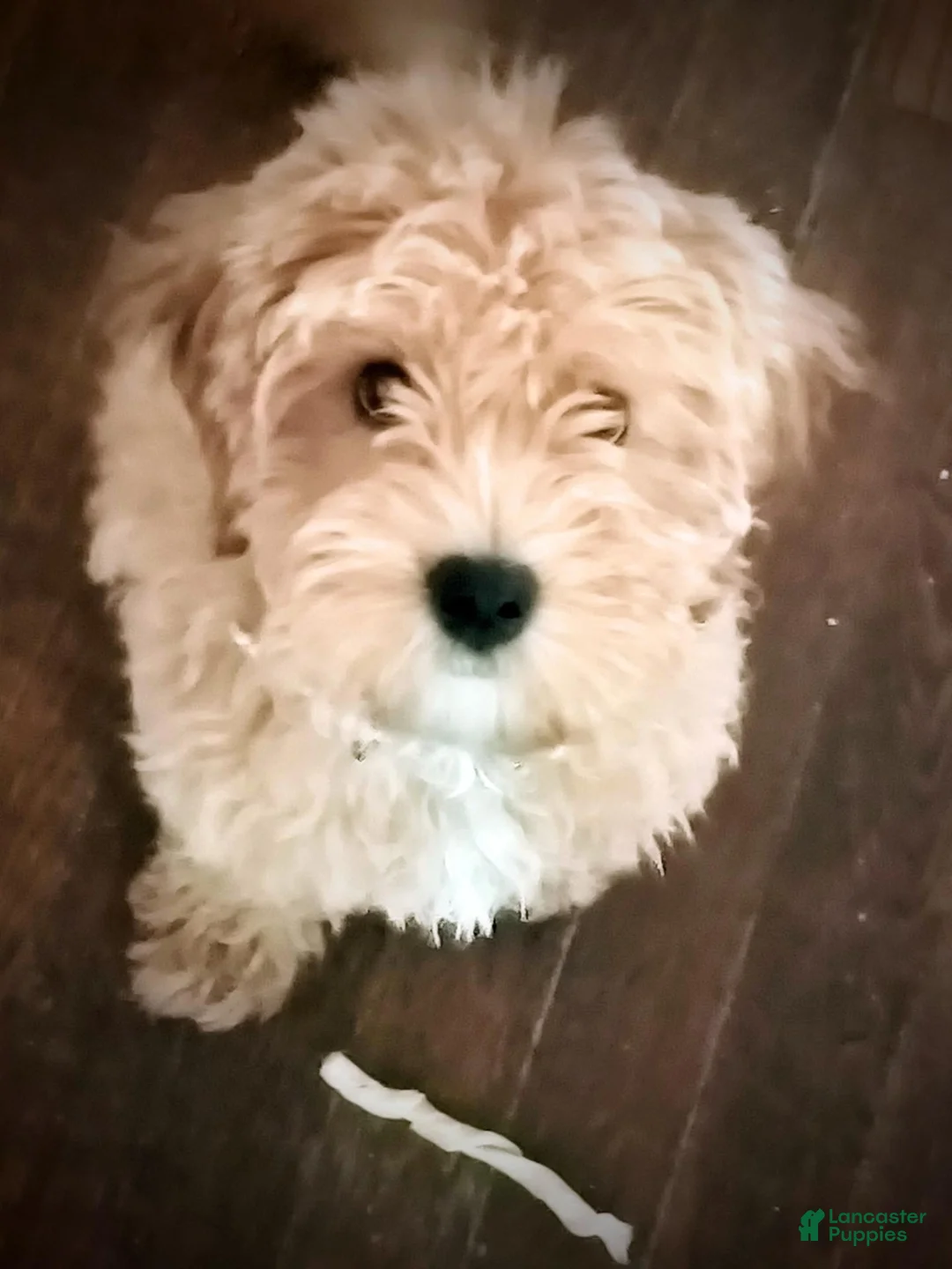 Cavapoo dogs for sale: Cavapoo 1 - Ad 4