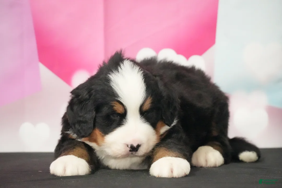 Bernese Mountain Dog dogs for sale: Bernese Mountain Dog Puppy 2 - Ad 3