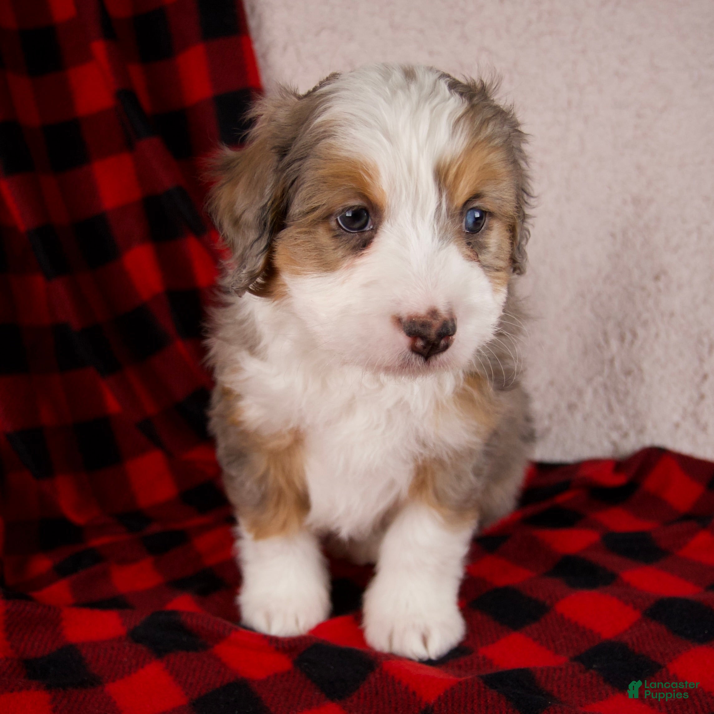 Mini Bernedoodle dogs Angel Girl *Potty Training* - Ad 5