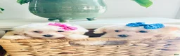 Maltese dogs for sale: Teacup Tenley - Ad 7