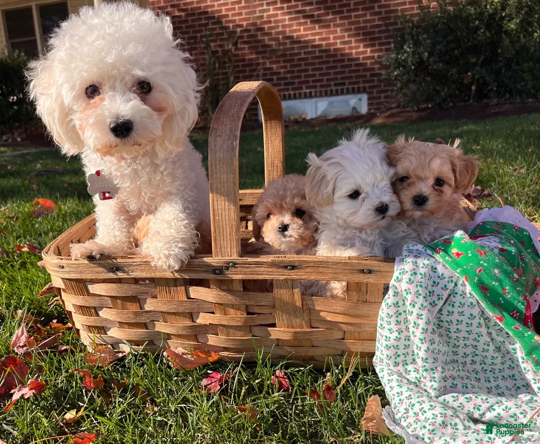Maltipoo dogs for sale:  Arthur🎄❤️House Trained Crate Potty ❤️🎄717-723-5426 - Ad 3