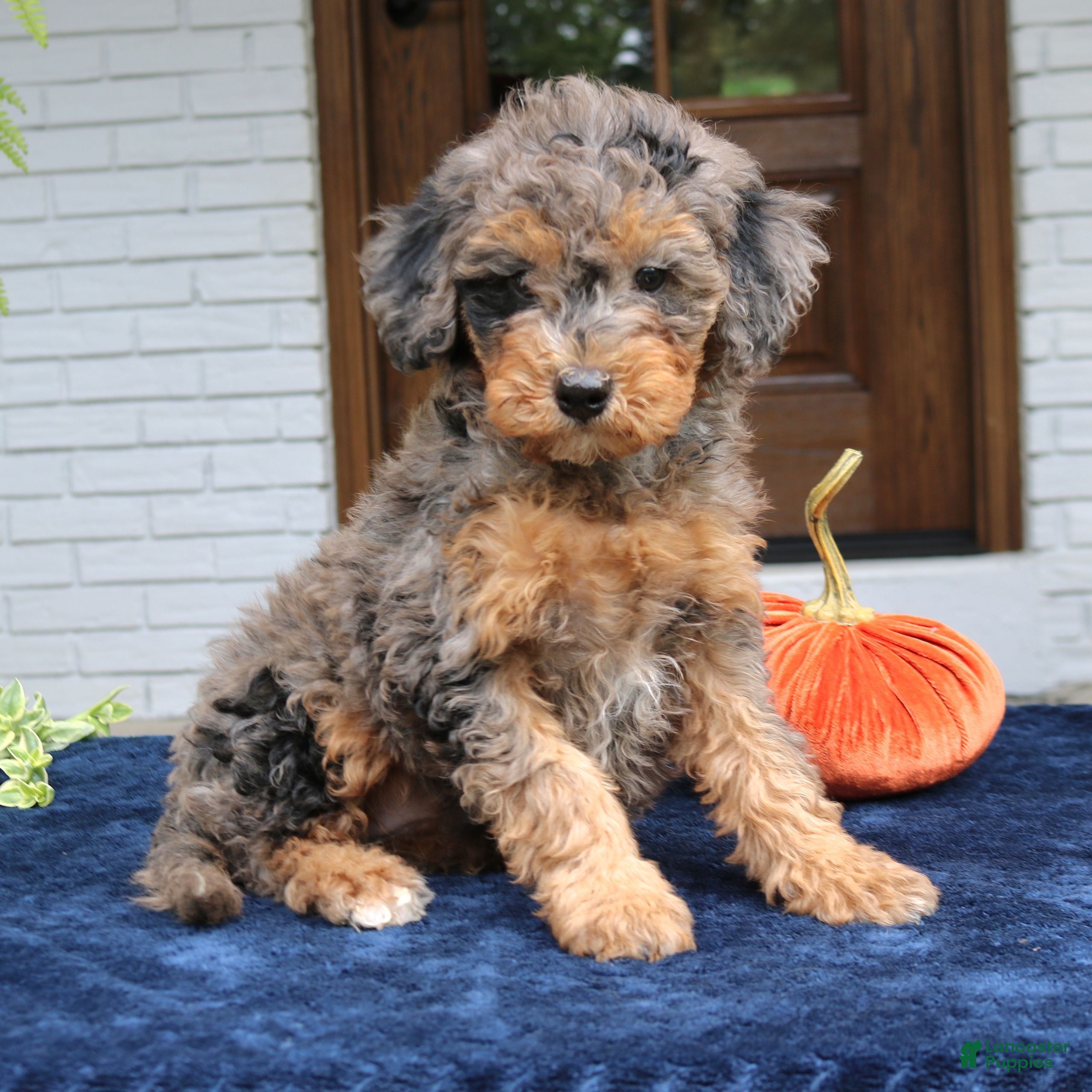 Mini Bernedoodle dogs Mary  - Ad 1