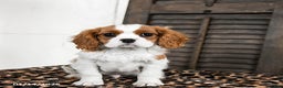 Cavalier King Charles Spaniel dogs for sale: Jinx - Ad 3