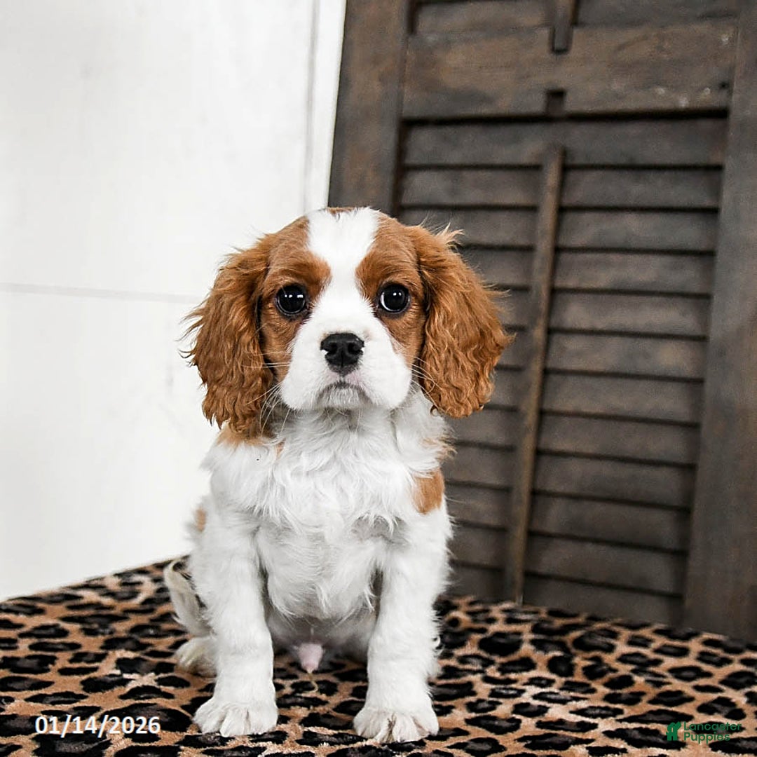 Cavalier King Charles Spaniel dogs for sale: Jinx - Ad 3