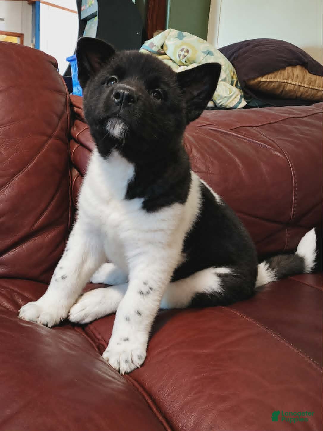 Akita dogs AKC Akita Puppy - Starlight - Ad 28