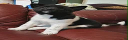 Akita dogs for sale: AKC Akita Puppy - Starlight - Ad 14