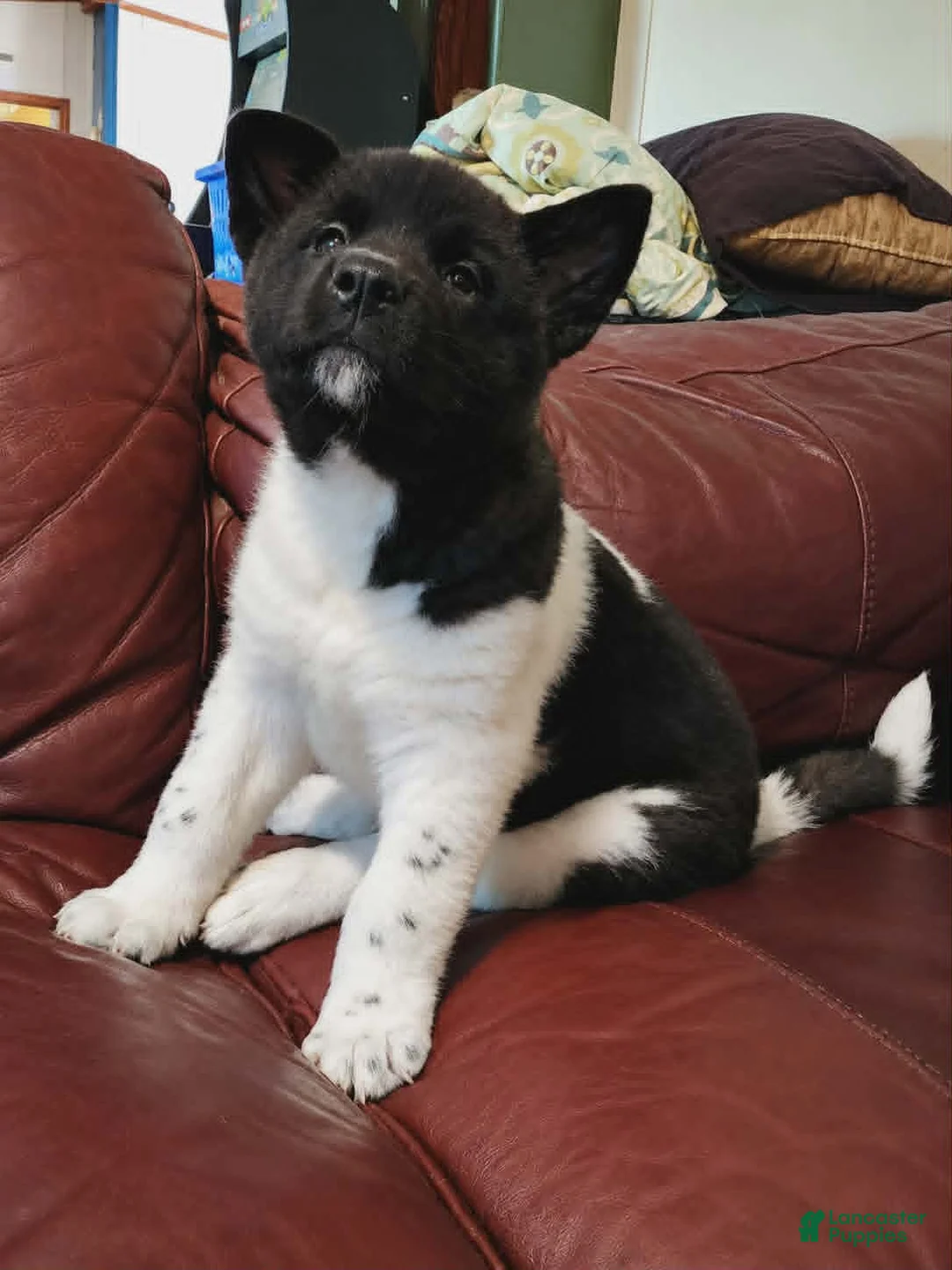 Akita dogs for sale: AKC Akita Puppy - Starlight - Ad 14