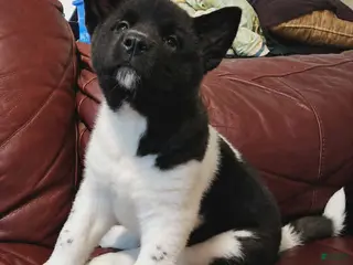 Akita dogs AKC Akita Puppy - Starlight - Ad 5