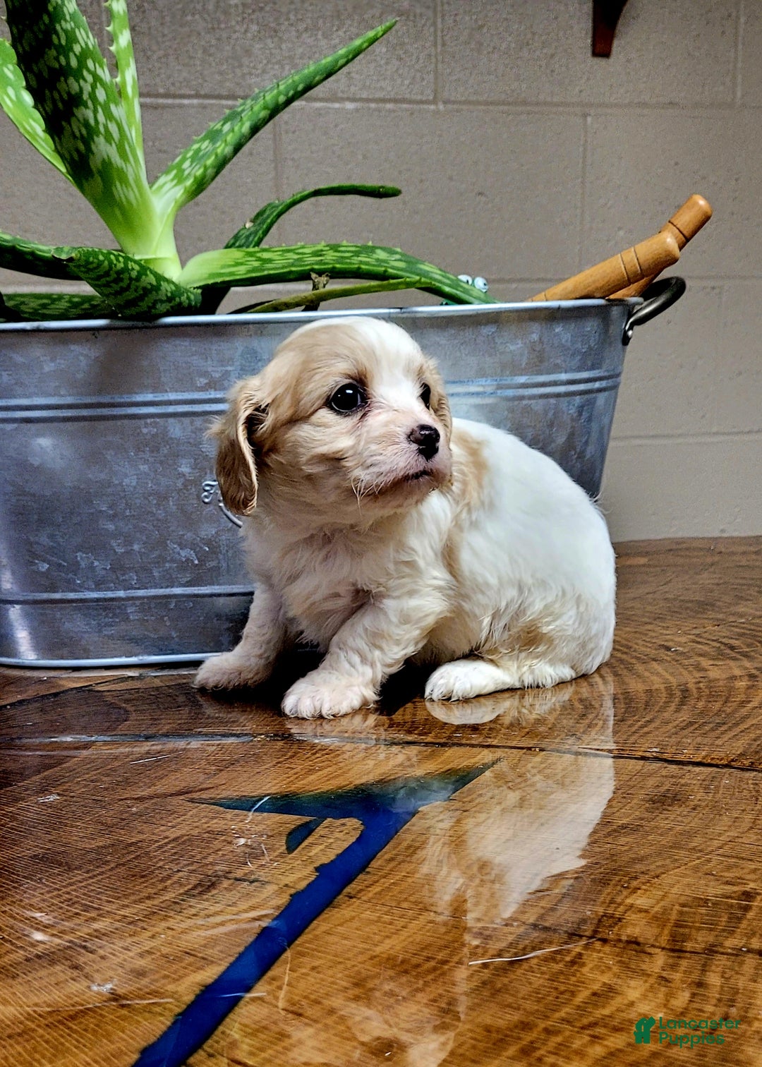 Cavachon dogs for sale: Bela  - Ad 4