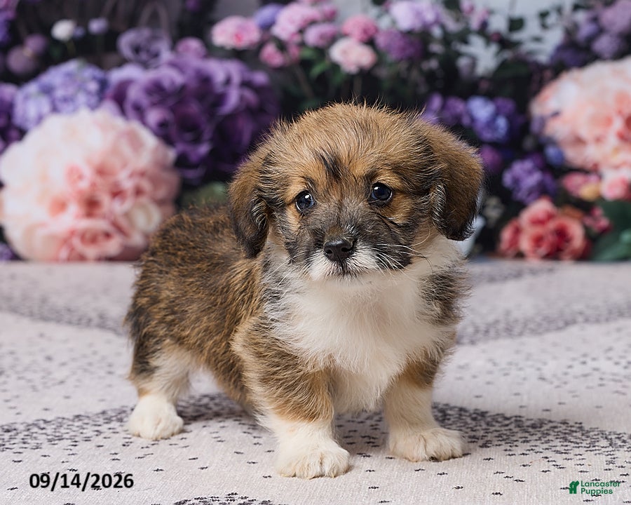 Corgipoo dogs Abby - Ad 1
